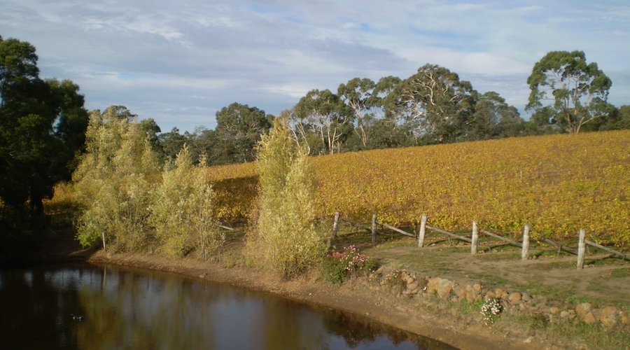 The vineyard in Autumn