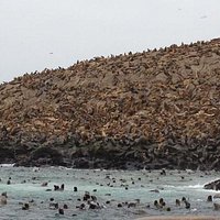 Lobos marinos en Isla Palomino