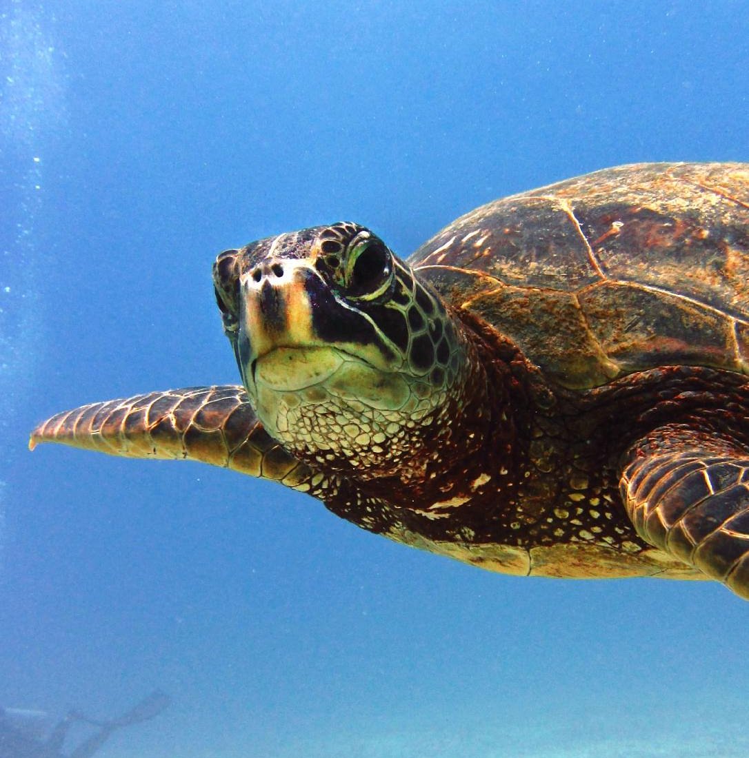 Honu Hawaiian Diving (Honolulu) - All You Need to Know BEFORE You Go