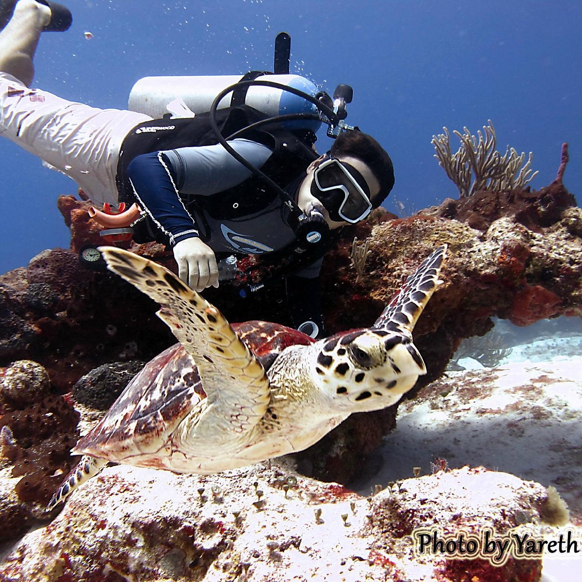 always diving cancun