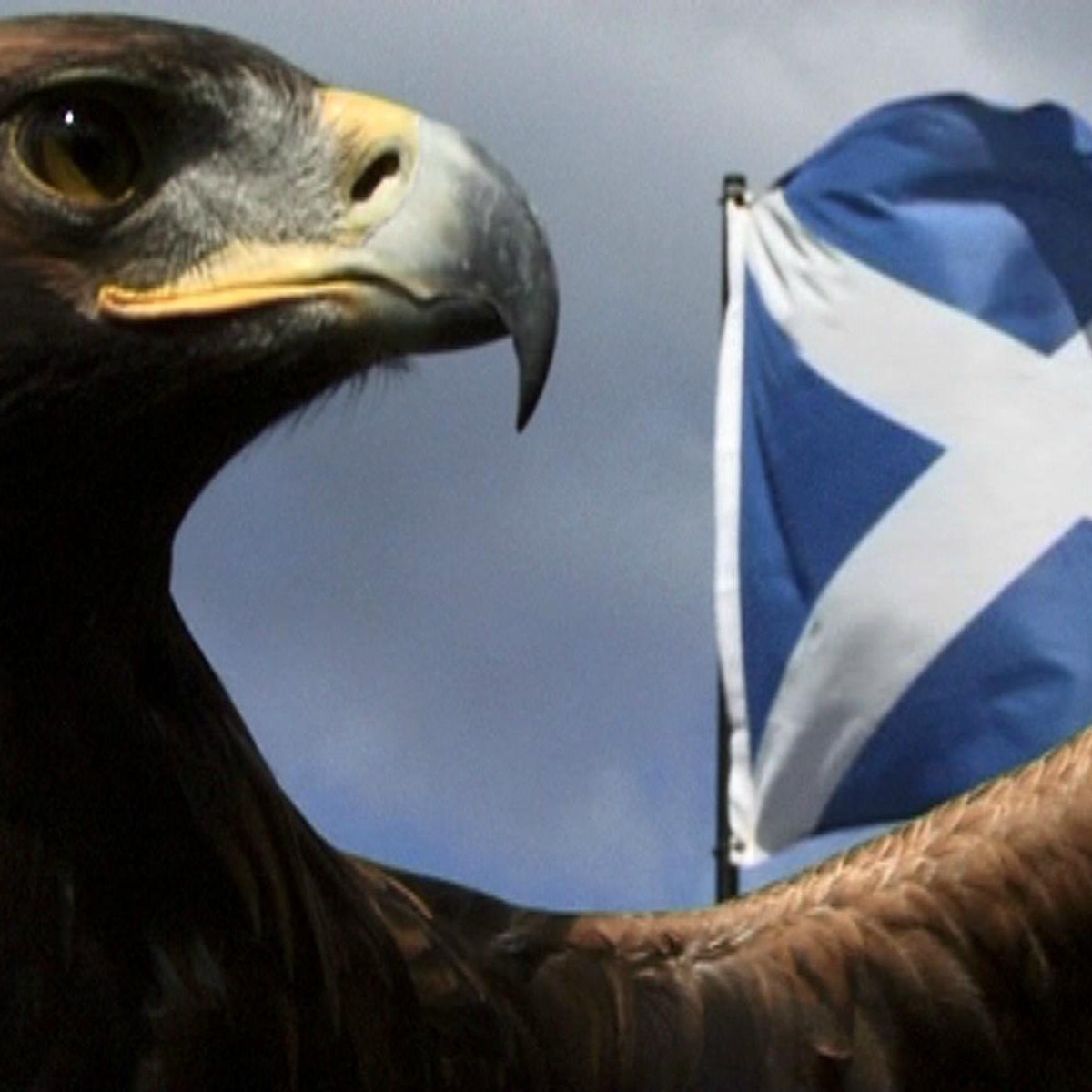 Loch Lomond Bird of Prey Centre