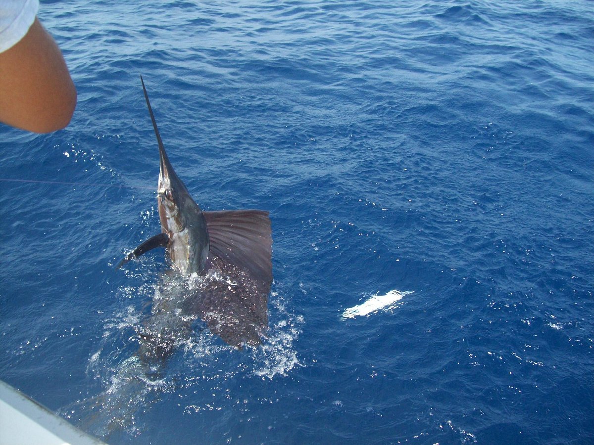 Deep sea fishing - Review of Bottom Fishing Aruba, Oranjestad, Aruba -  Tripadvisor