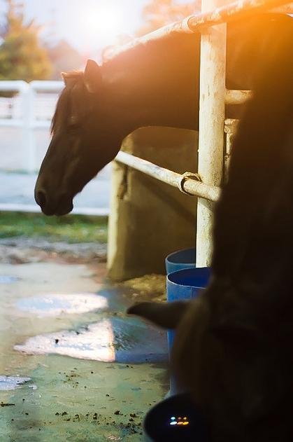 Denai Alam Riding & Recreation Club (DARC) (Shah Alam) - All You Need