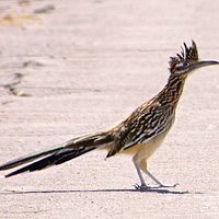 Roadrunner