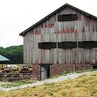 This barn is where all the cows were eating their Sunday brunch.We had ours in the barn next doo