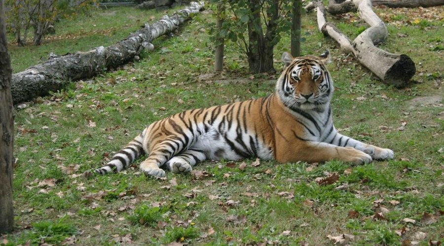tigre siberiana