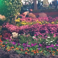 FLOWER BLOOM AT GANDHI UDYAN