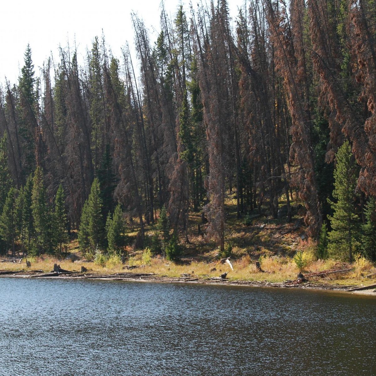 Lily Pad Lake Silverthorne 21 All You Need To Know Before You Go Tours Tickets With Photos Tripadvisor