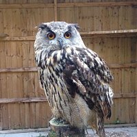 Amazing Owl