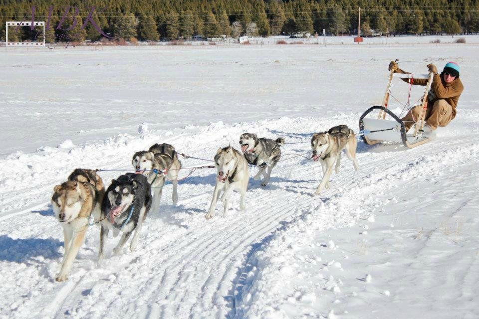 Alpine Adventures Dogsledding - All You Need to Know BEFORE You Go (2024)