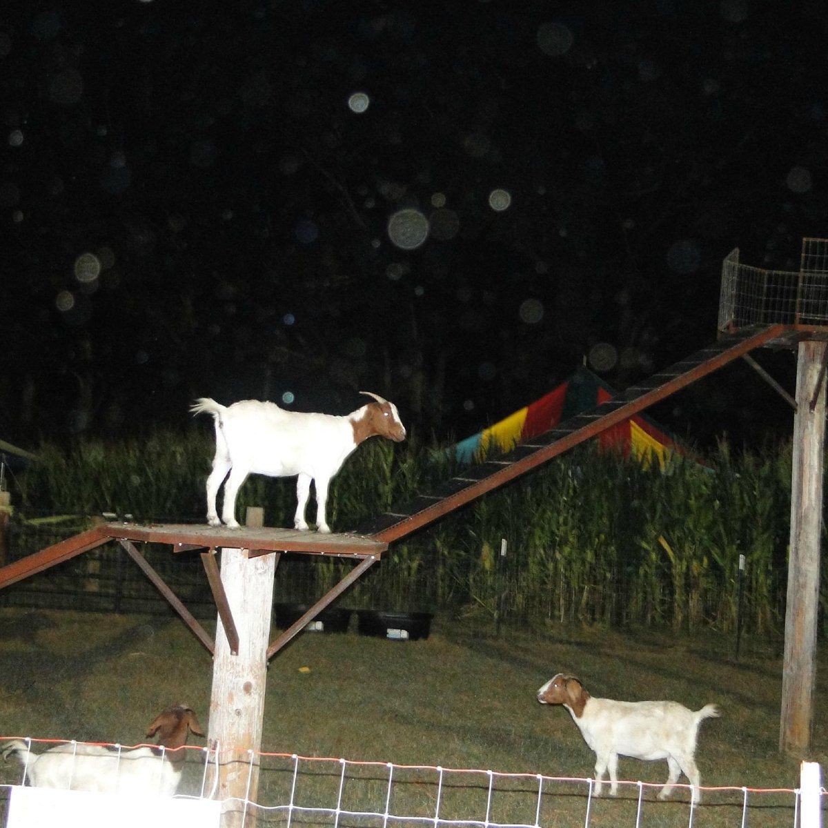 Discover The Enchanting Adventure At Burt’s Pumpkin Patch In Dawsonville, Georgia