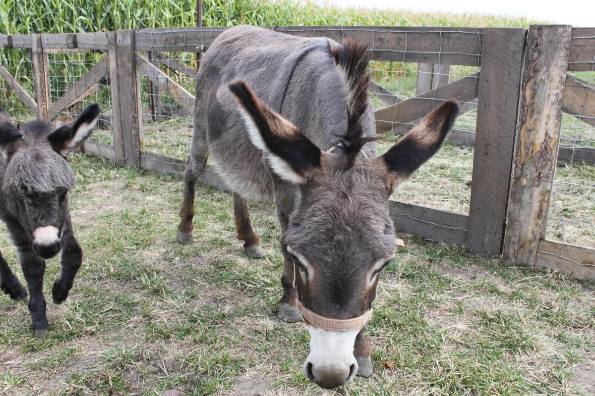 Calgary Farmyard - All You Need to Know BEFORE You Go