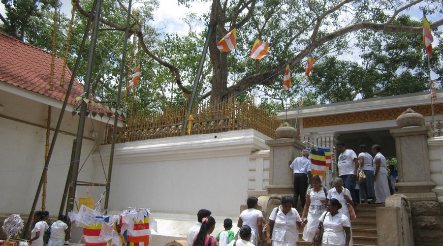 Jaya Sri Maha Bodhi tree
