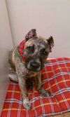 Presa_Canario_ISIS