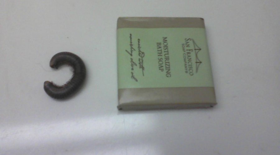 millipede in room with soap for size comparison
