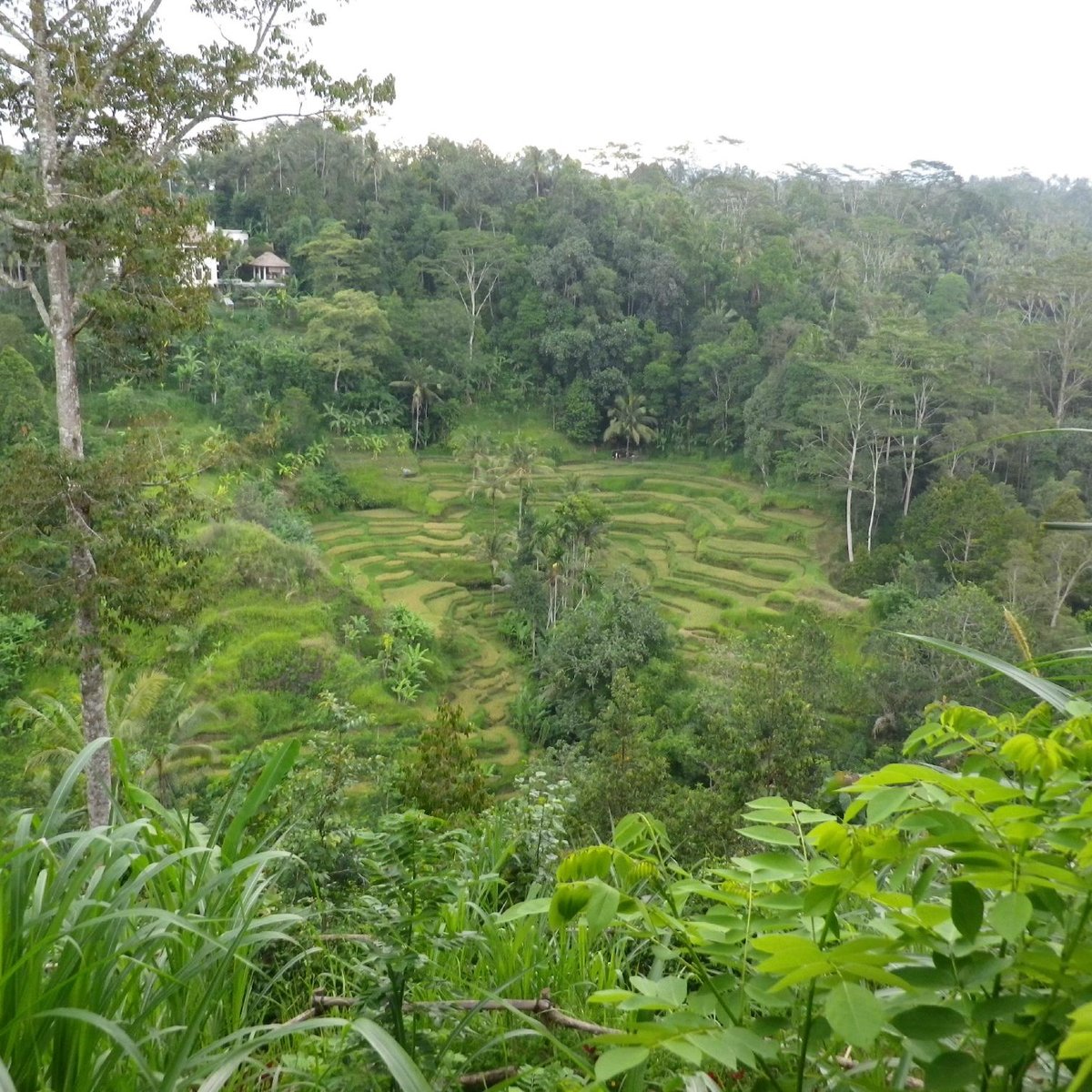 Bali Pulina Coffee Plantation (Gianyar) - 2021 All You Need to Know