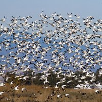 Sacramento National Wildlife Refuge - All You Need to Know BEFORE You ...