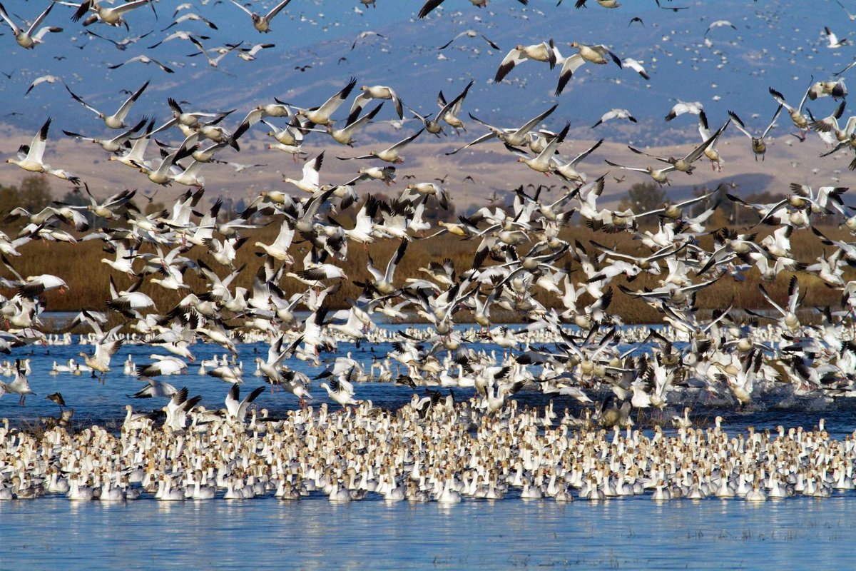 Sacramento National Wildlife Refuge - All You Need to Know BEFORE You ...