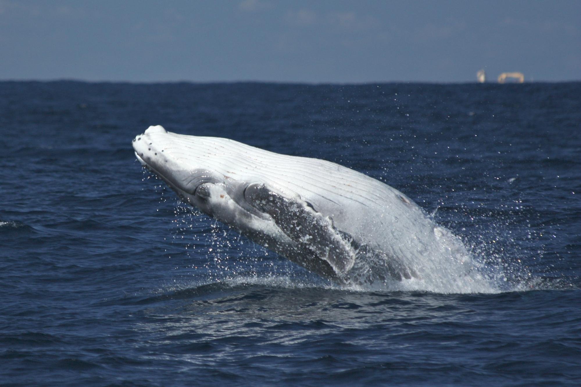 The Dolphin Centre (Ponta do Ouro) - All You Need to Know BEFORE You Go