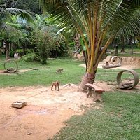 monkey garden