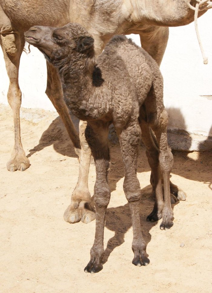 Imagen 5 de Camel Park Arteara