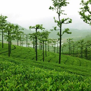 Greenish with tea plants