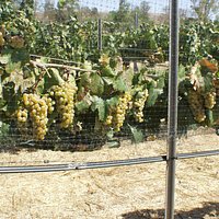 Bunches of Chardonnay winegrapes ripening
