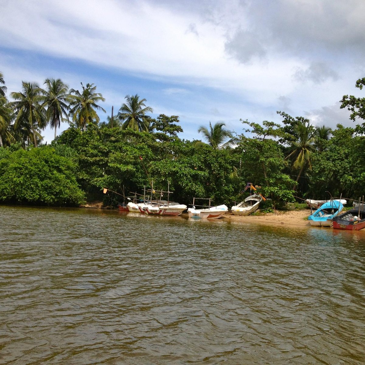 mangrove boat tour