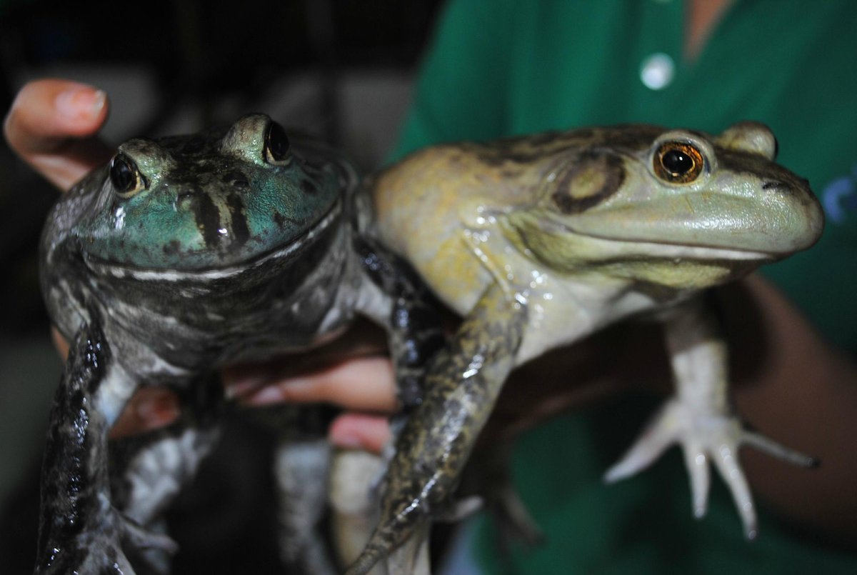 Jurong Frog Farm, Сингапур: лучшие советы перед посещением - Tripadvisor