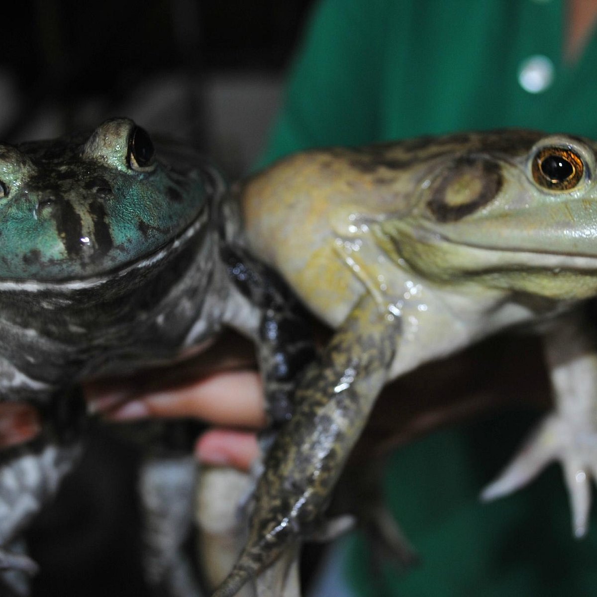 Jurong Frog Farm, Сингапур: лучшие советы перед посещением - Tripadvisor