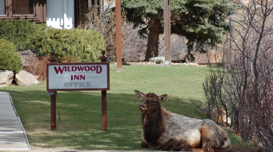 Front lawn of Wildwood Inn office - Elk