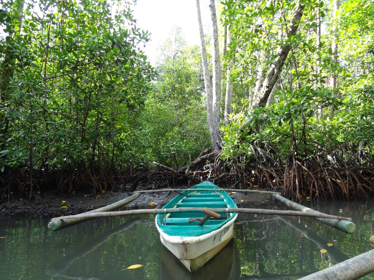 Mangrove Paddle Boat Tour, Пуэрто-Принсеса: лучшие советы перед посещением  - Tripadvisor