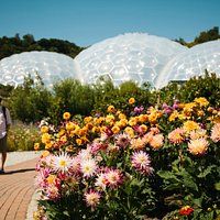 Brilliant summer dahlia display in front of the Biomes