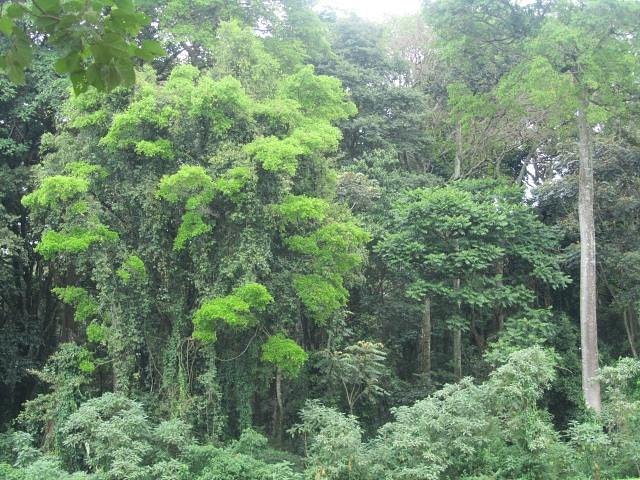 Kakamega Forest National Reserve image