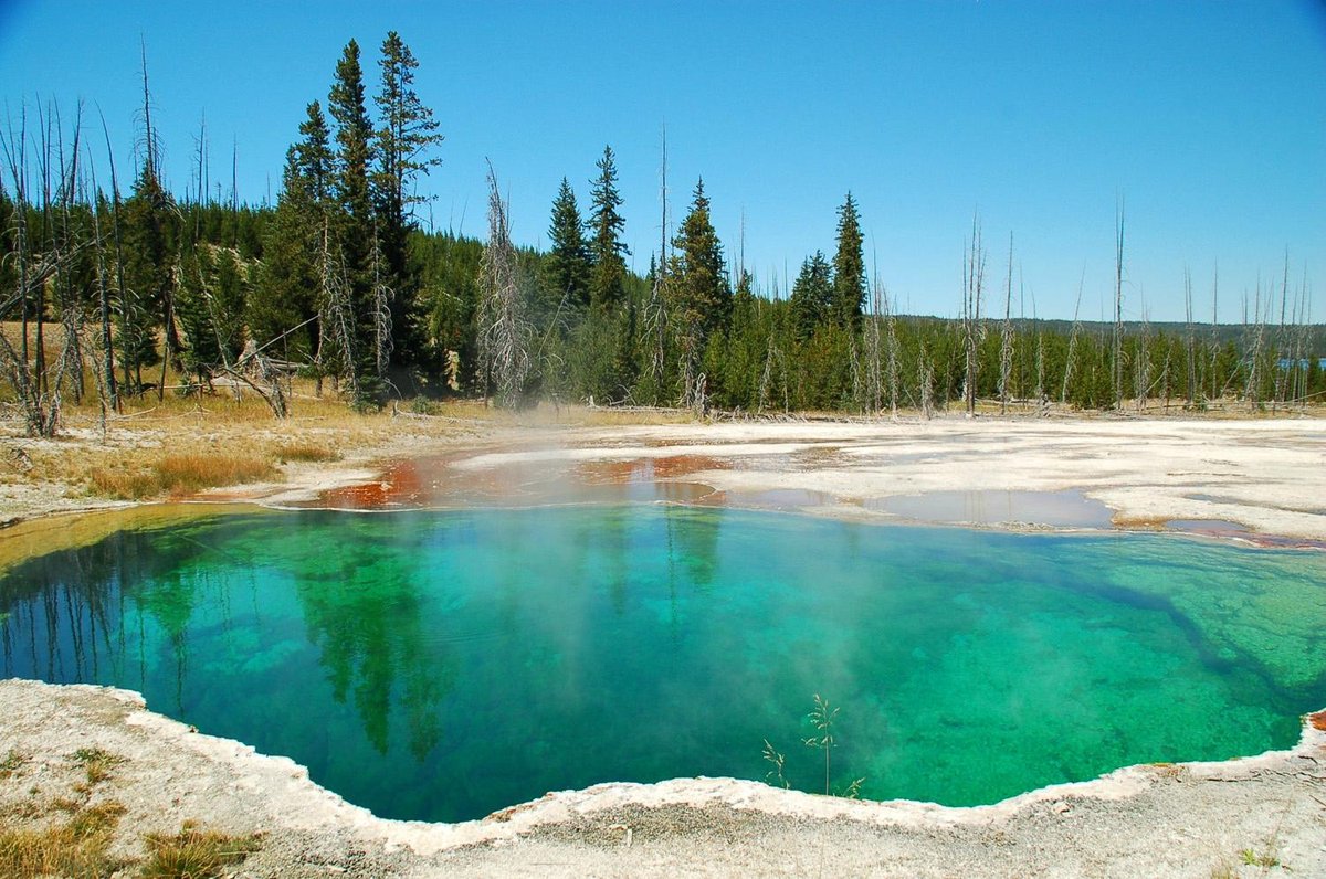 are dogs allowed in yellowstone park