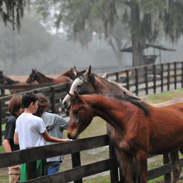 horse tours in ocala