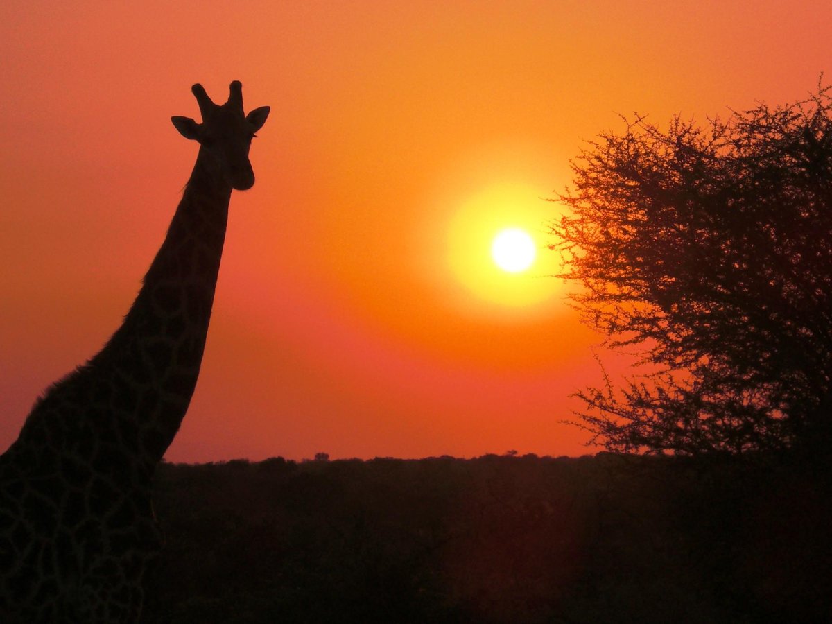 Go Safari (Johannesburg) - All You Need to Know BEFORE You Go