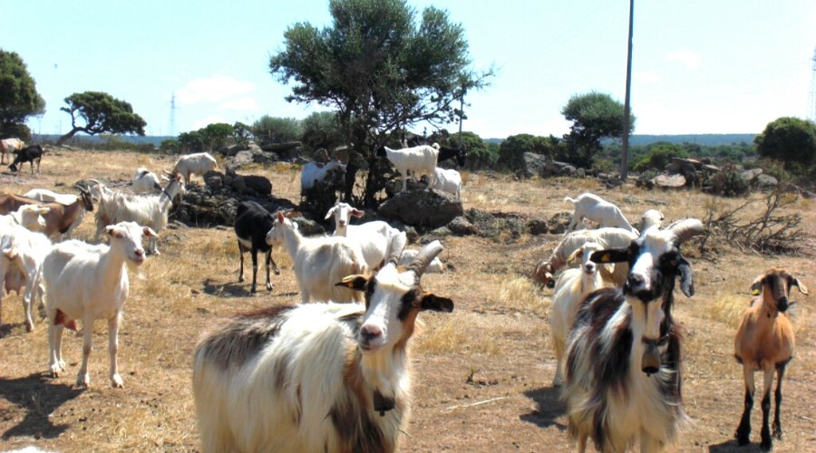 AGRITURISMO PENTUMA : Prezzi e Recensioni (2025)