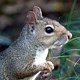 Squirrel_Girl_cbk
