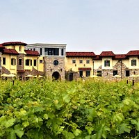 Colaneri Estate Winery through the vineyard