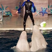 The Beluga Whale Show
