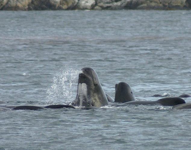 Western Isles Wildlife (north Uist) - All You Need To Know Before You Go