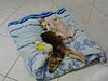 dandan_pinto