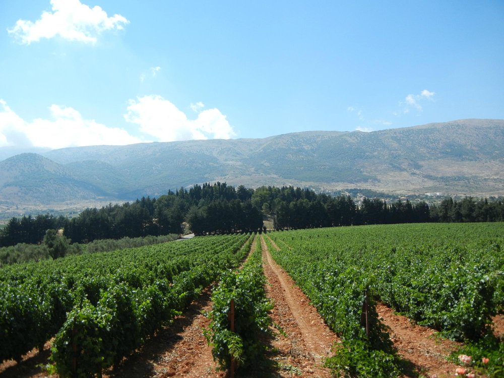 Vignoble