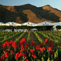 Van Loveren Family Vineyards