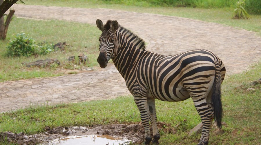 Zebra at lodge waterhole