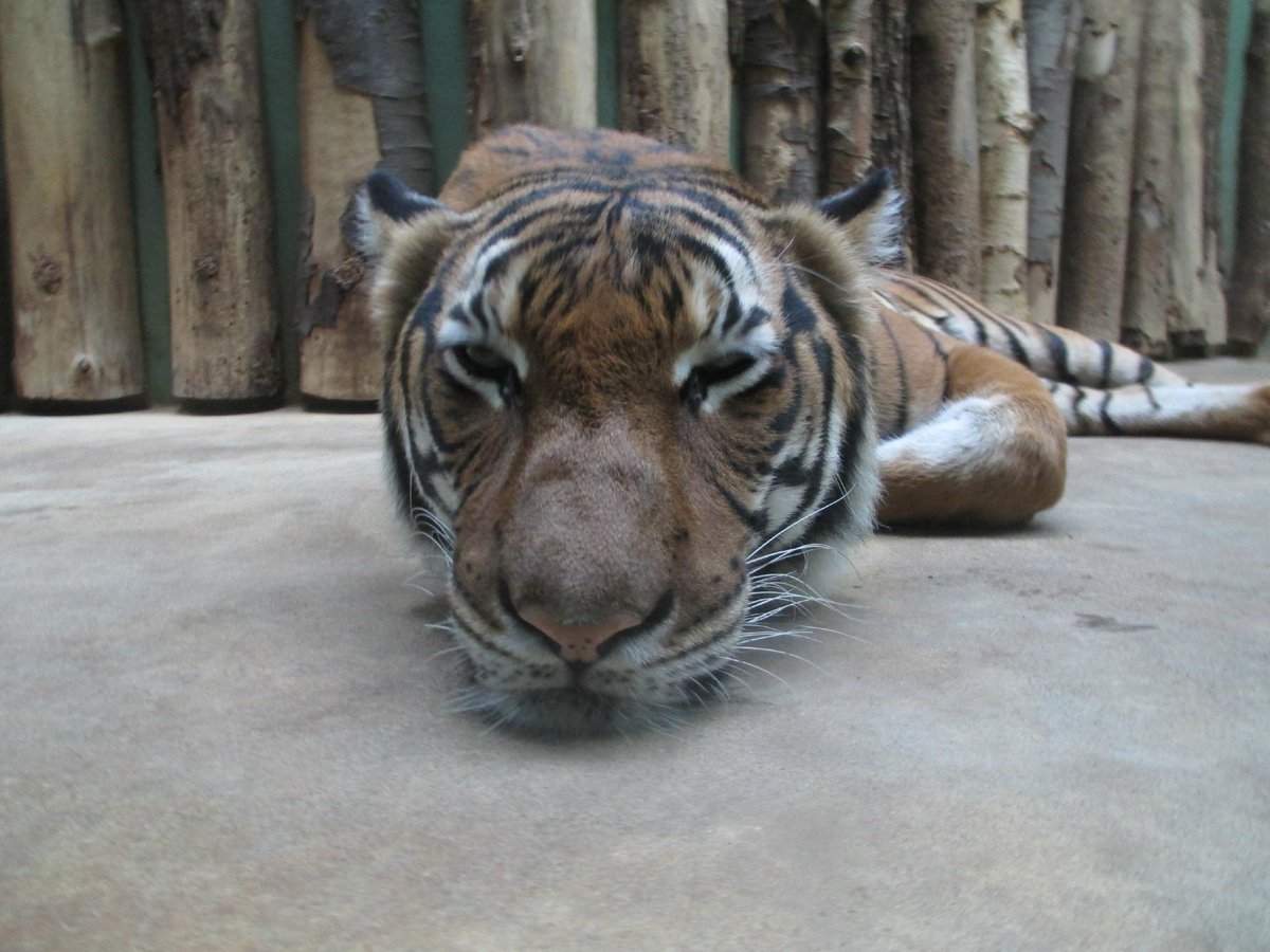 https://dynamic-media-cdn.tripadvisor.com/media/photo-o/03/57/0c/00/prague-zoo-zoo-praha.jpg?w=1200&amp;h=-1&amp;s=1