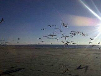 SAND CASTLE - Condominium Reviews (South Padre Island, TX)