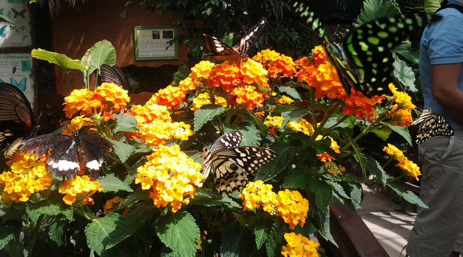 Farfalle e fiori, Casa delle Farfalle di Montegrotto Terme