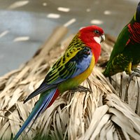 Rosella: uno degli ospiti della Casa delle Farfalle di Montegrotto Terme